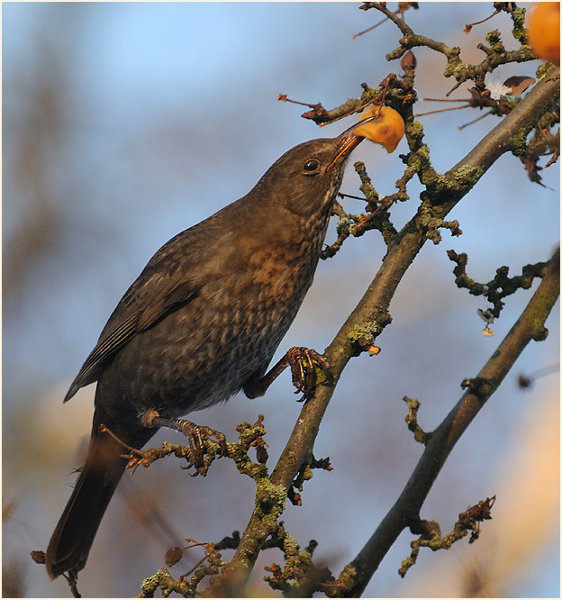 Amsel