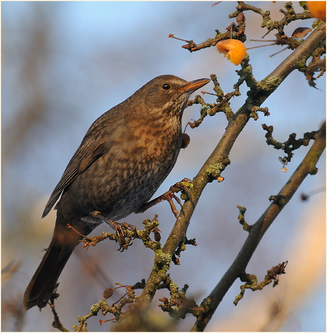 Amsel