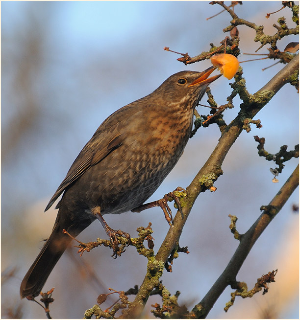 Amsel