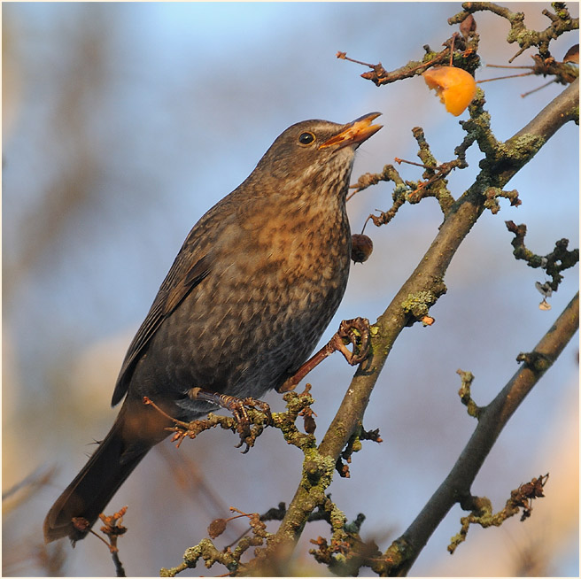 Amsel