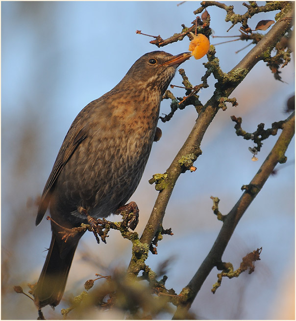 Amsel