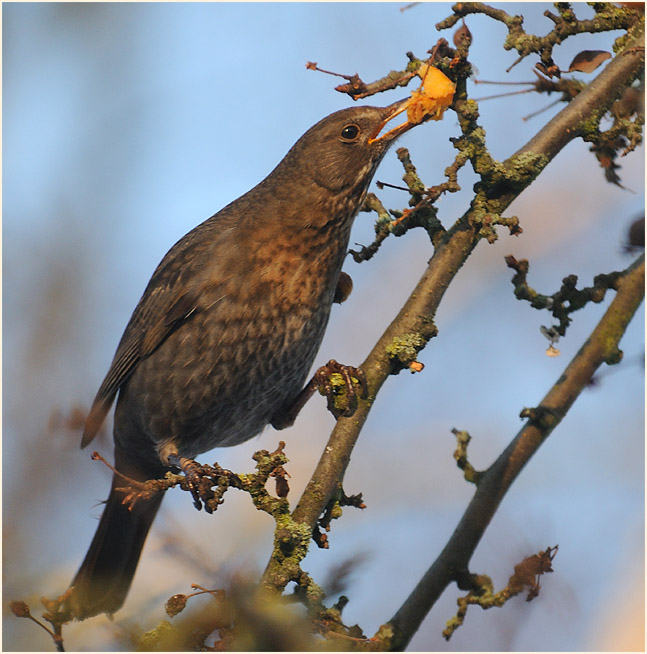 Amsel