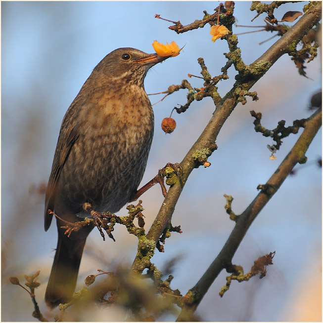 Amsel