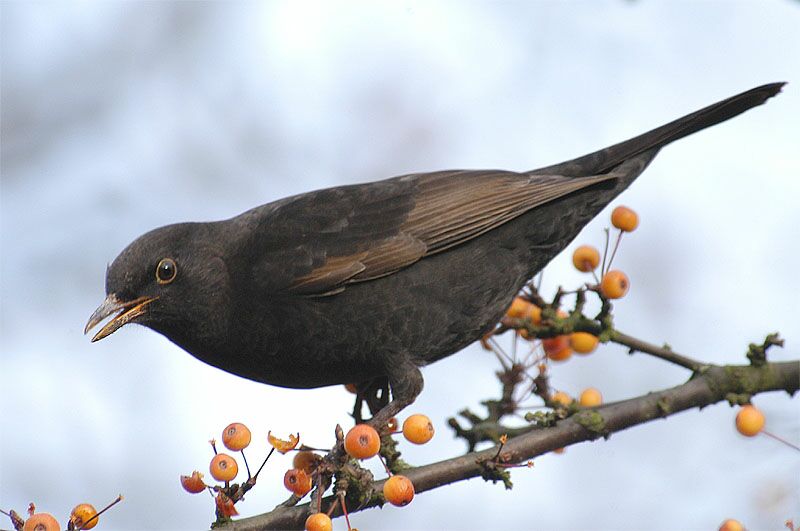 Amsel