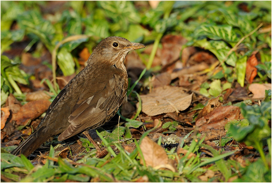 Amsel