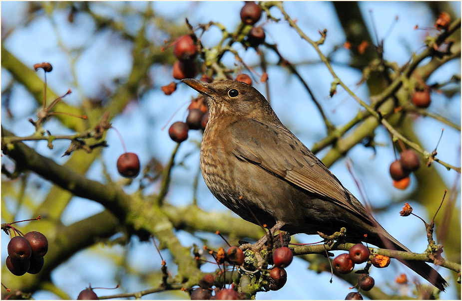 Amsel