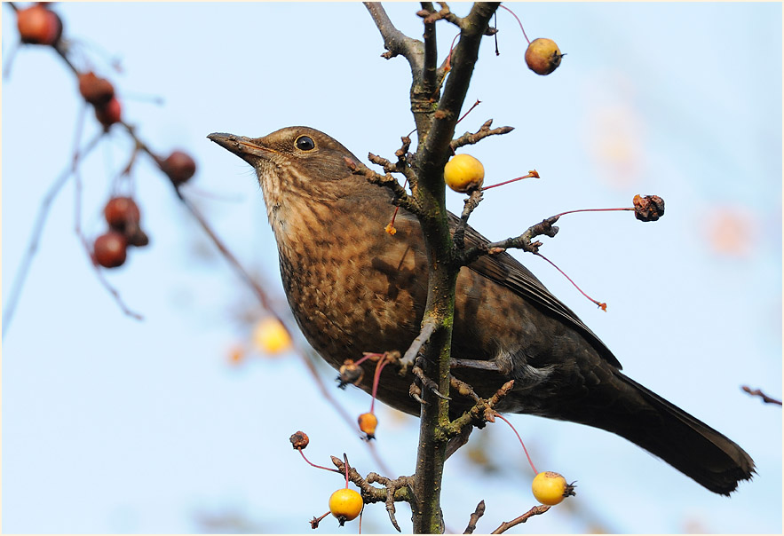 Amsel