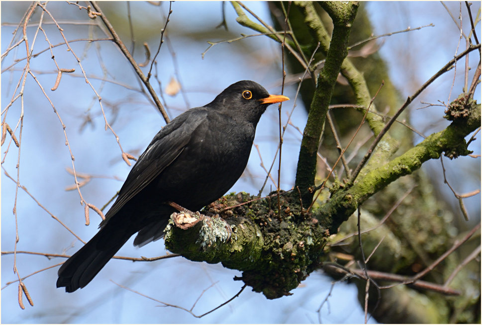 Amsel