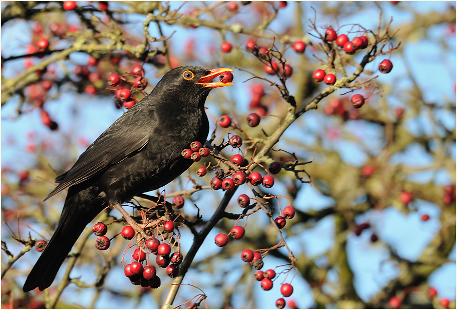 Amsel