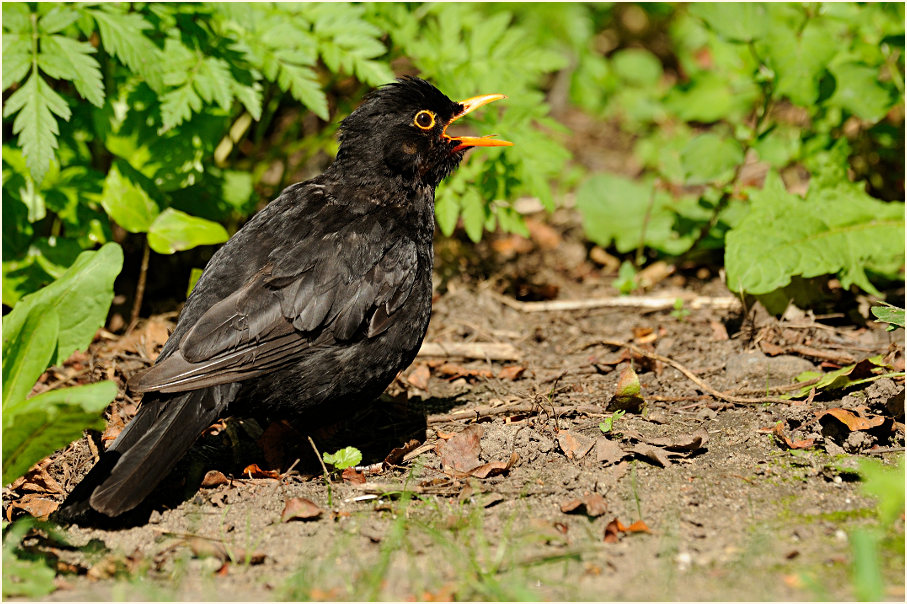 Amsel