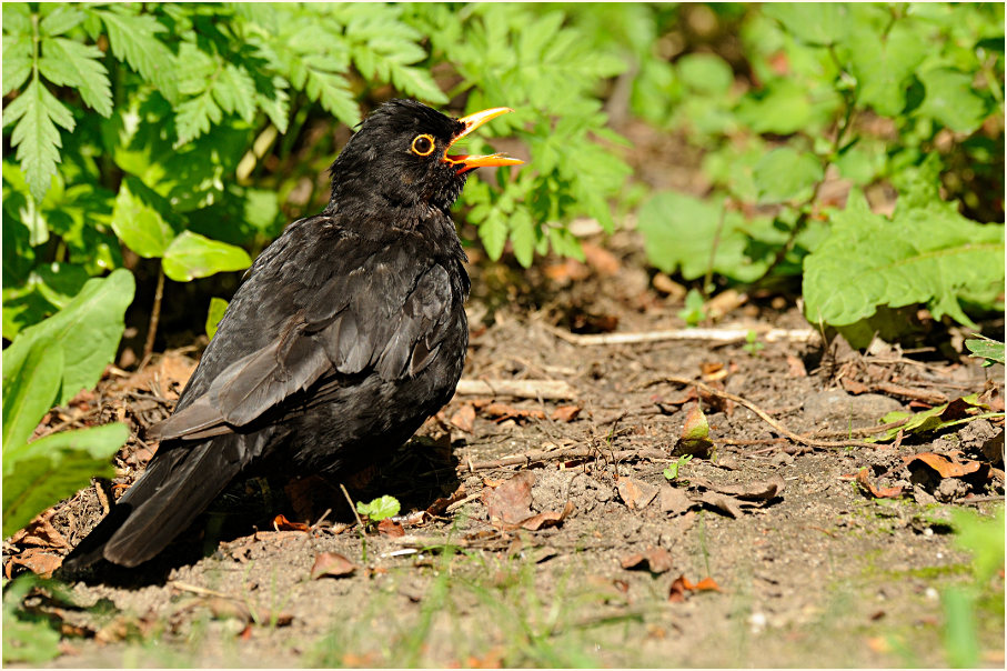 Amsel