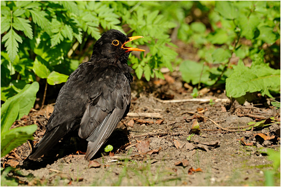 Amsel