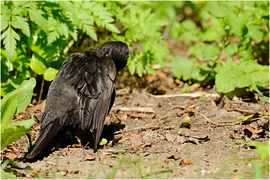 Amsel