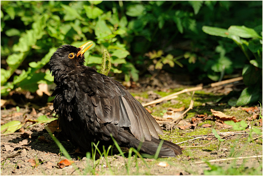 Amsel