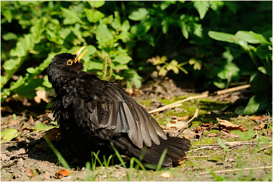 Amsel