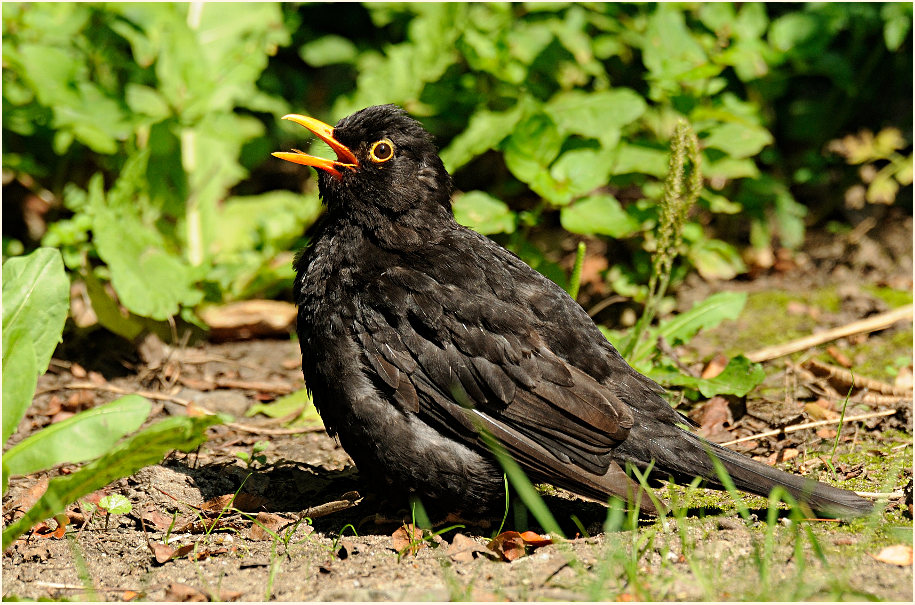 Amsel