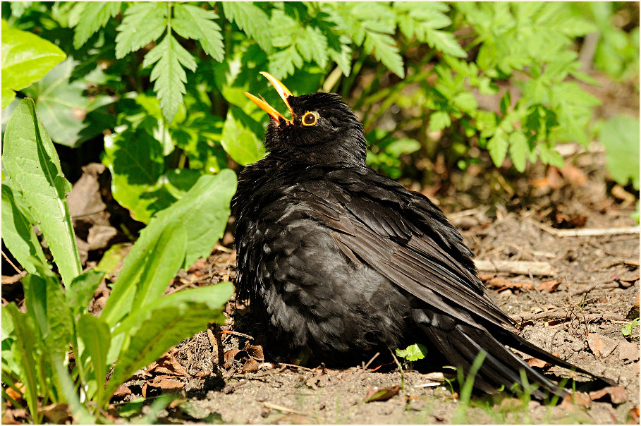 Amsel