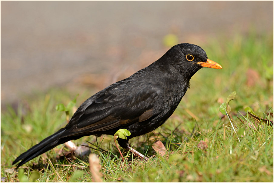 Amsel