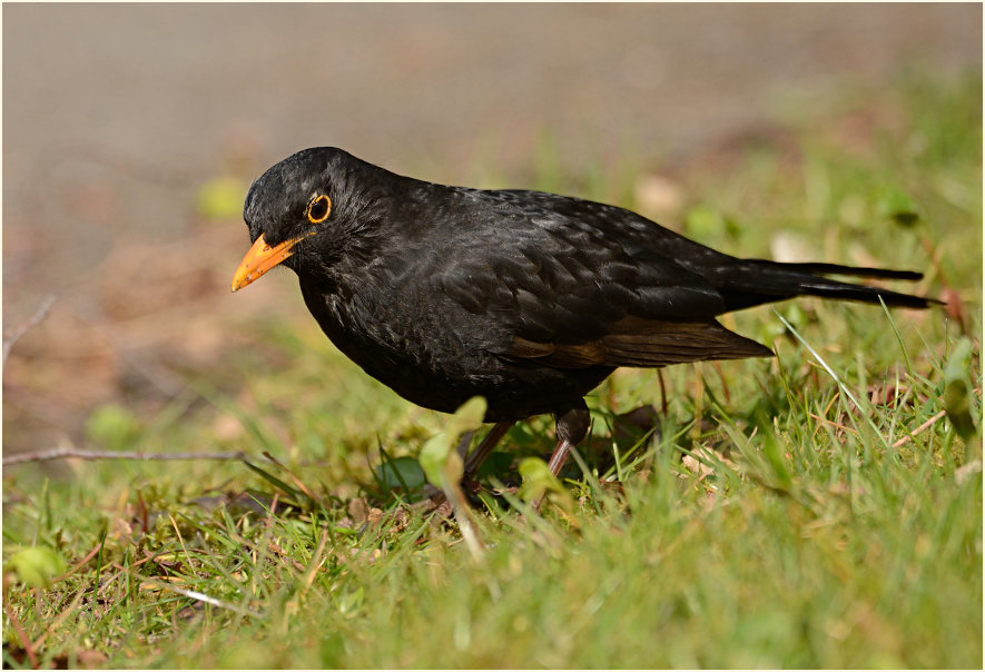 Amsel