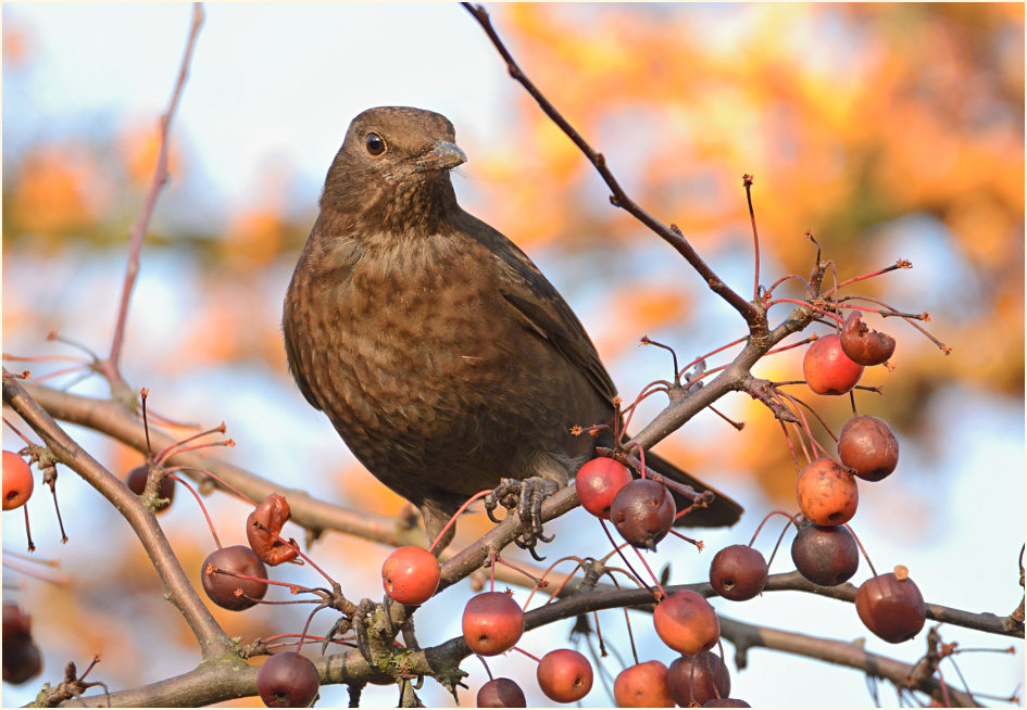 Amsel