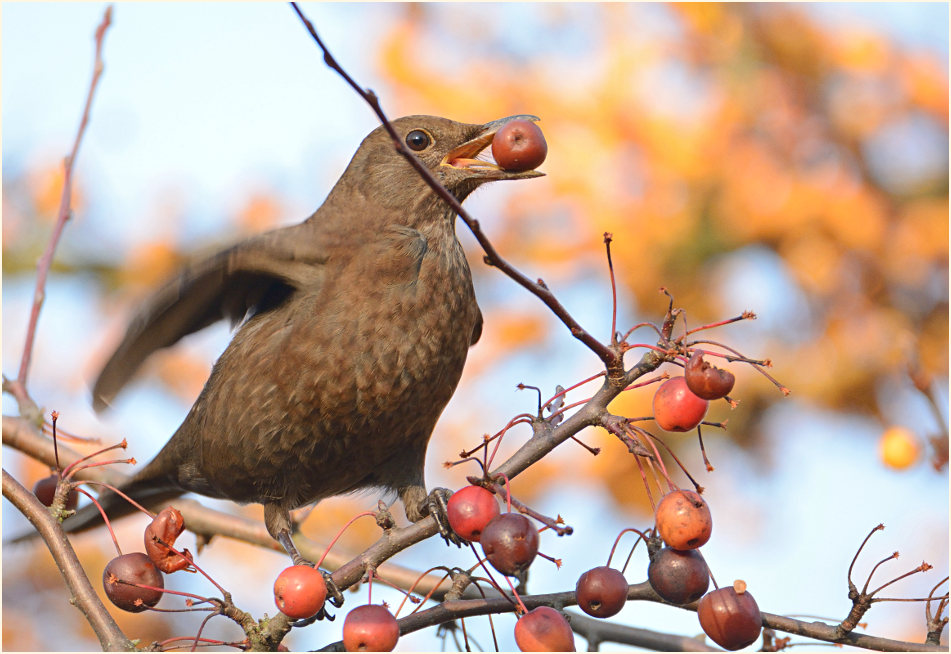 Amsel