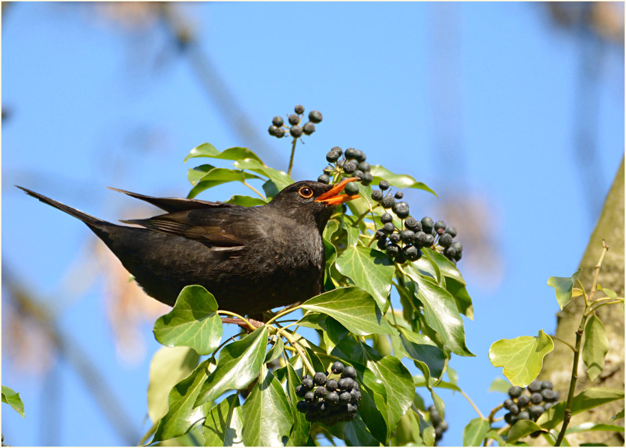 Amsel