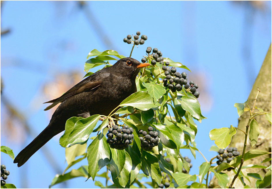 Amsel