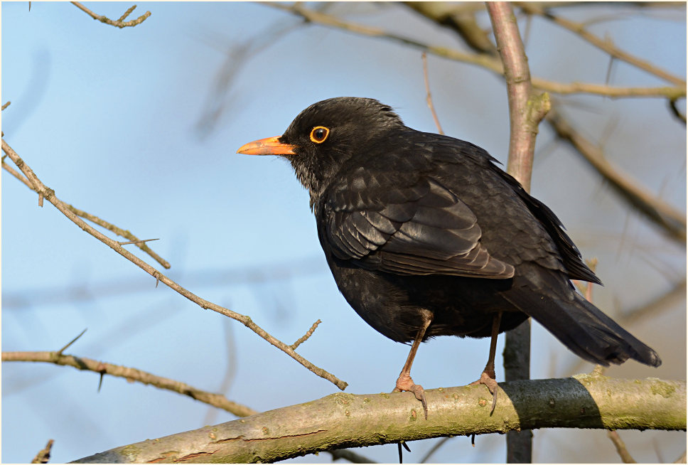 Amsel