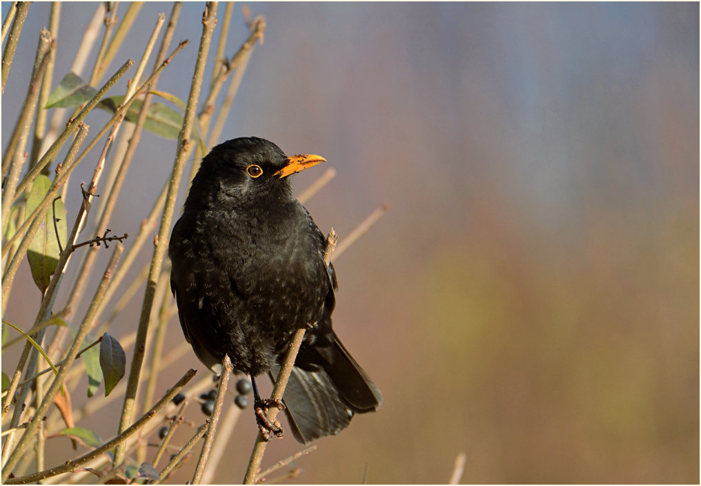 Amsel