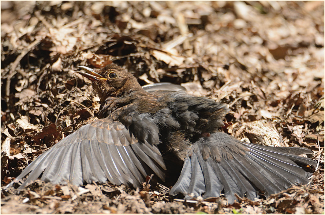 Amsel