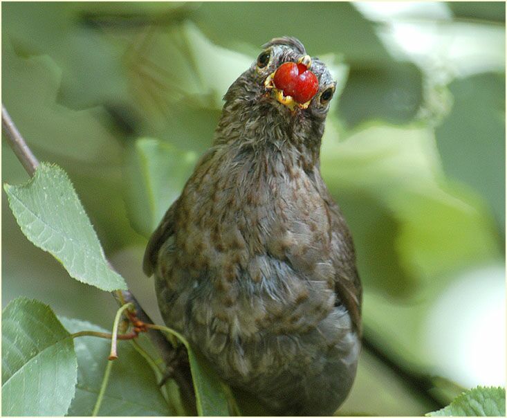 Juge Amsel