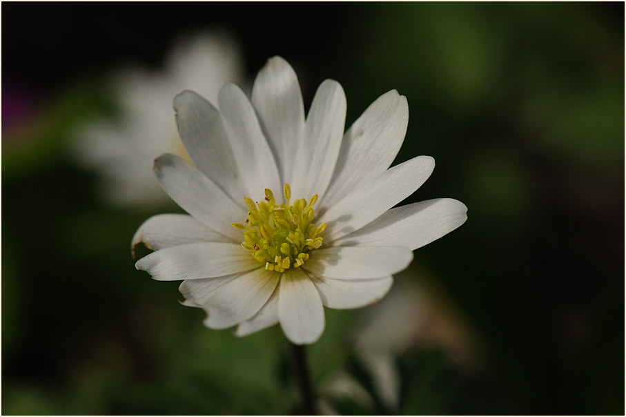 Balkan-Windröschen (Anemone Blanda)