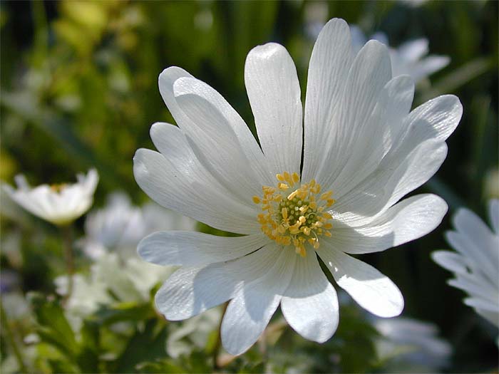 Balkan-Windröschen (Anemone Blanda)