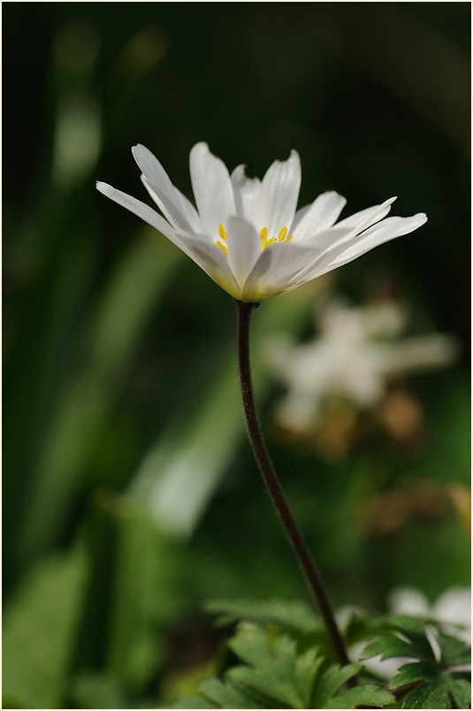 Balkan-Windröschen (Anemone Blanda)