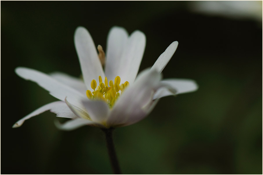 Balkan-Windröschen (Anemone Blanda)