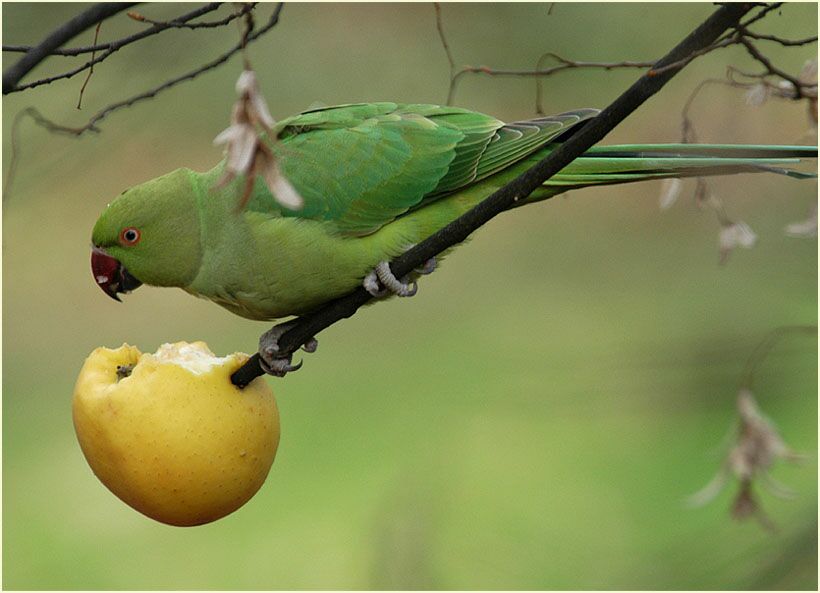 Halsbandsittich geniesst Apfel