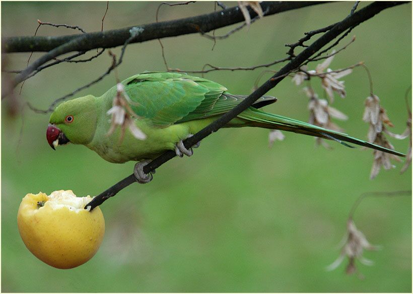 Halsbandsittich geniesst Apfel