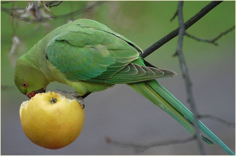 Halsbandsittich geniesst Apfel