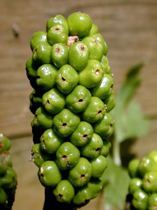 Aronstab (Arum maculatum)