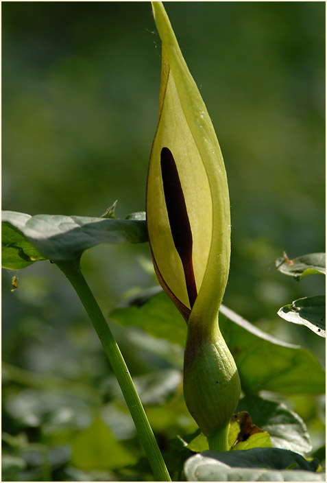 Aronstab (Arum maculatum)