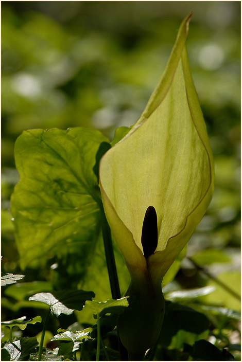 Aronstab (Arum maculatum)