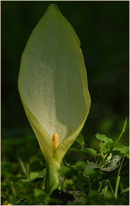 Aronstab (Arum maculatum)