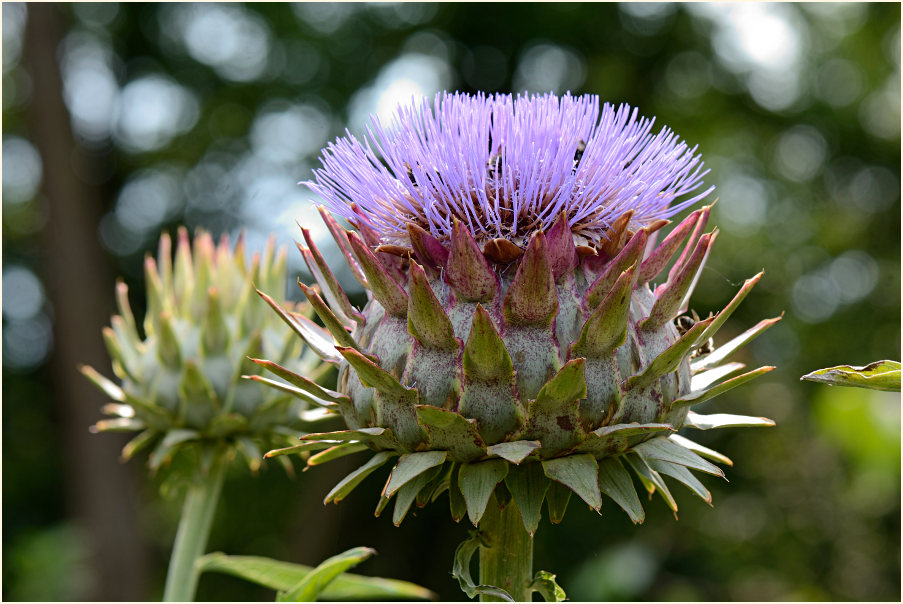 Artischocke (Cynara scolymus)