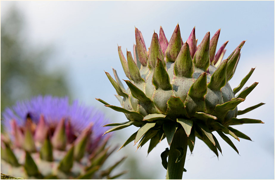 Artischocke (Cynara scolymus)