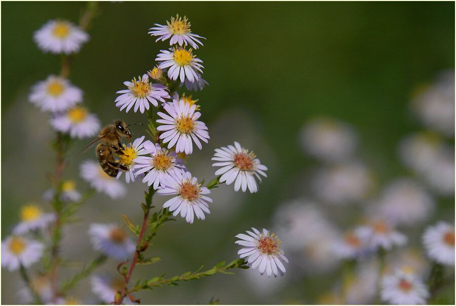 Aster