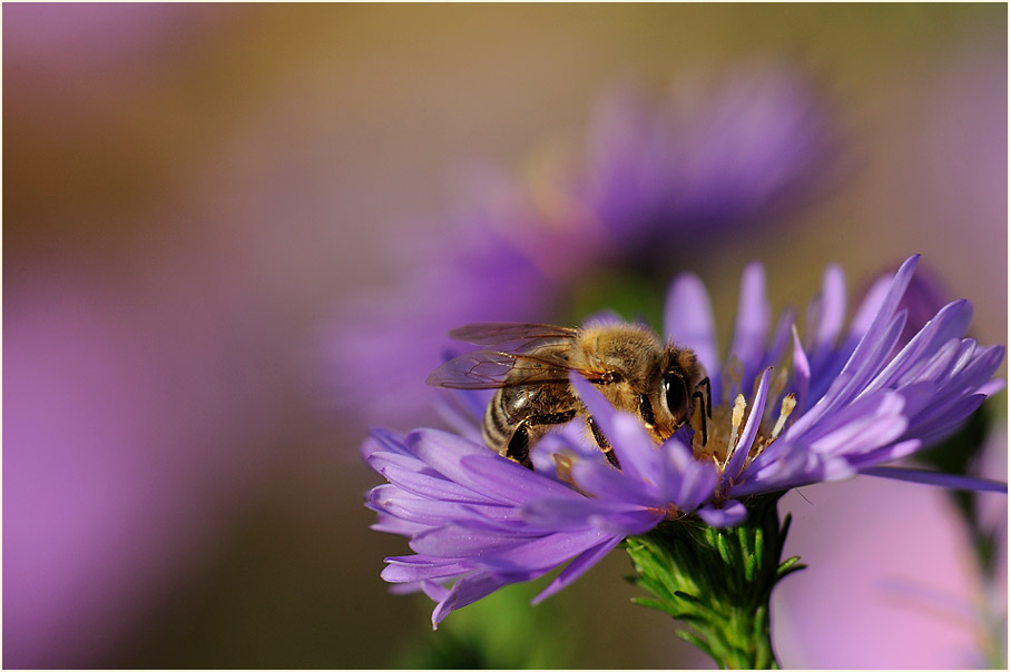 Aster