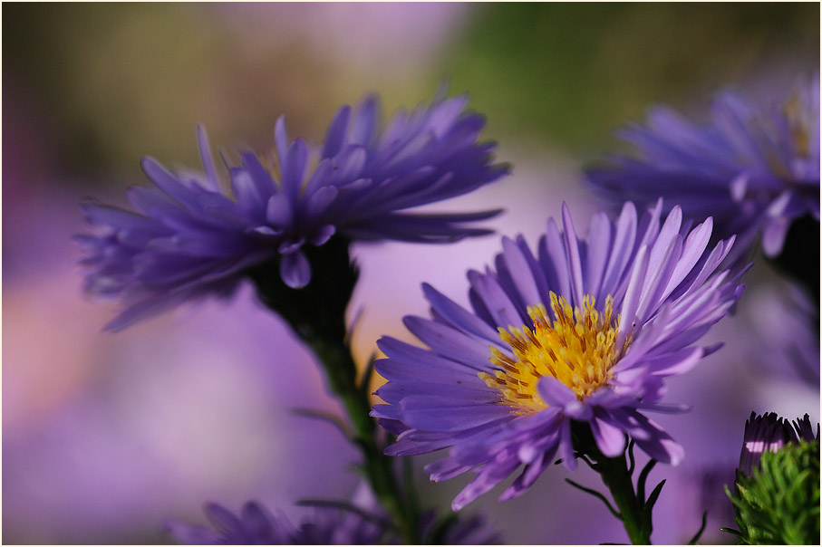 Aster