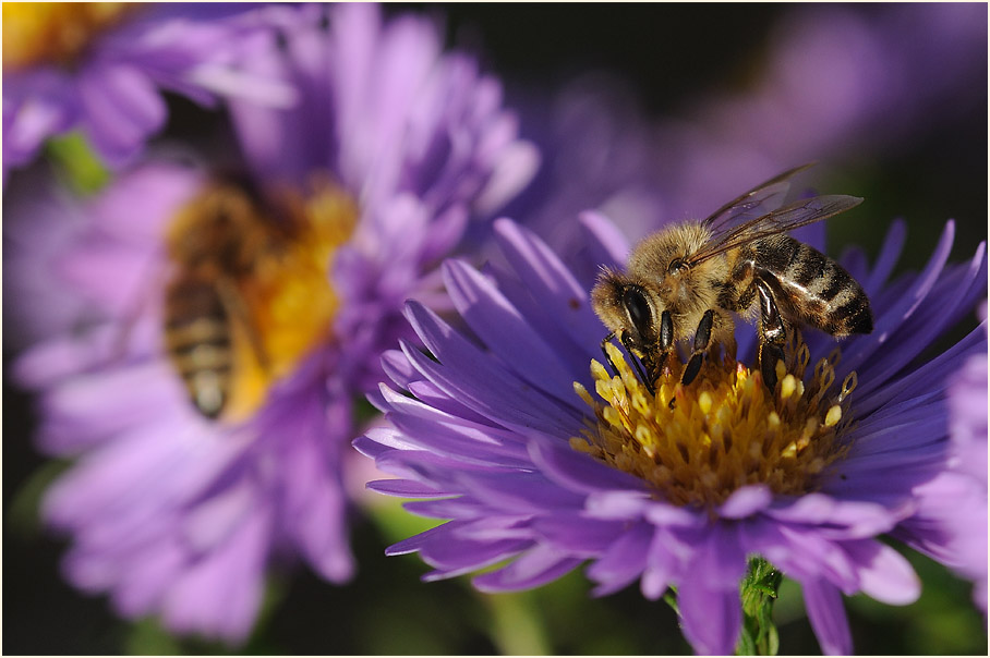 Aster