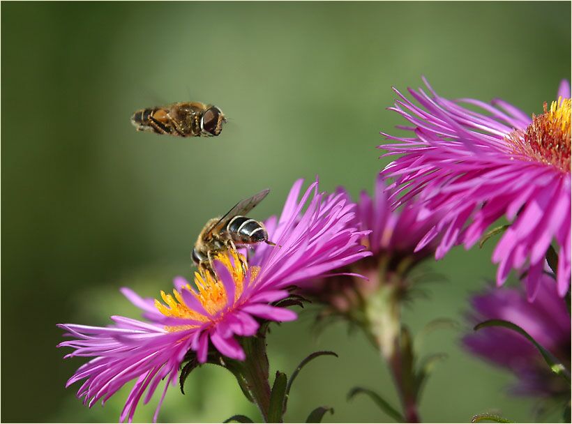 Aster