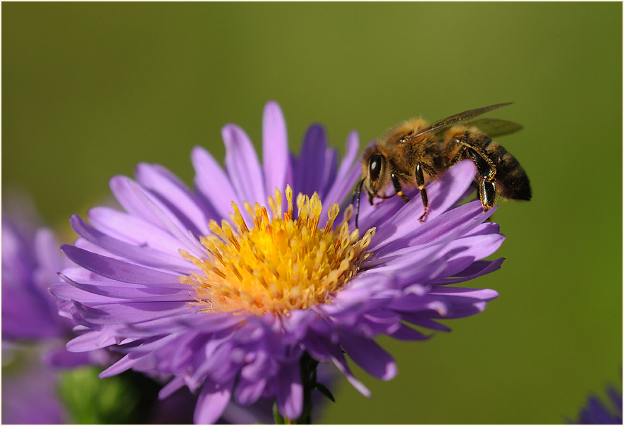 Aster